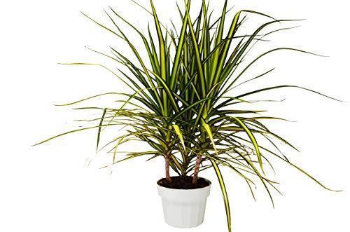 Dracaena Marginata 'Sunshine' - Holiday Corner