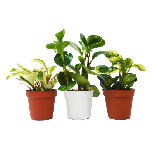 3 Different Peperomia Plants in 4" Pots - Baby Rubber Plants - Holiday Corner
