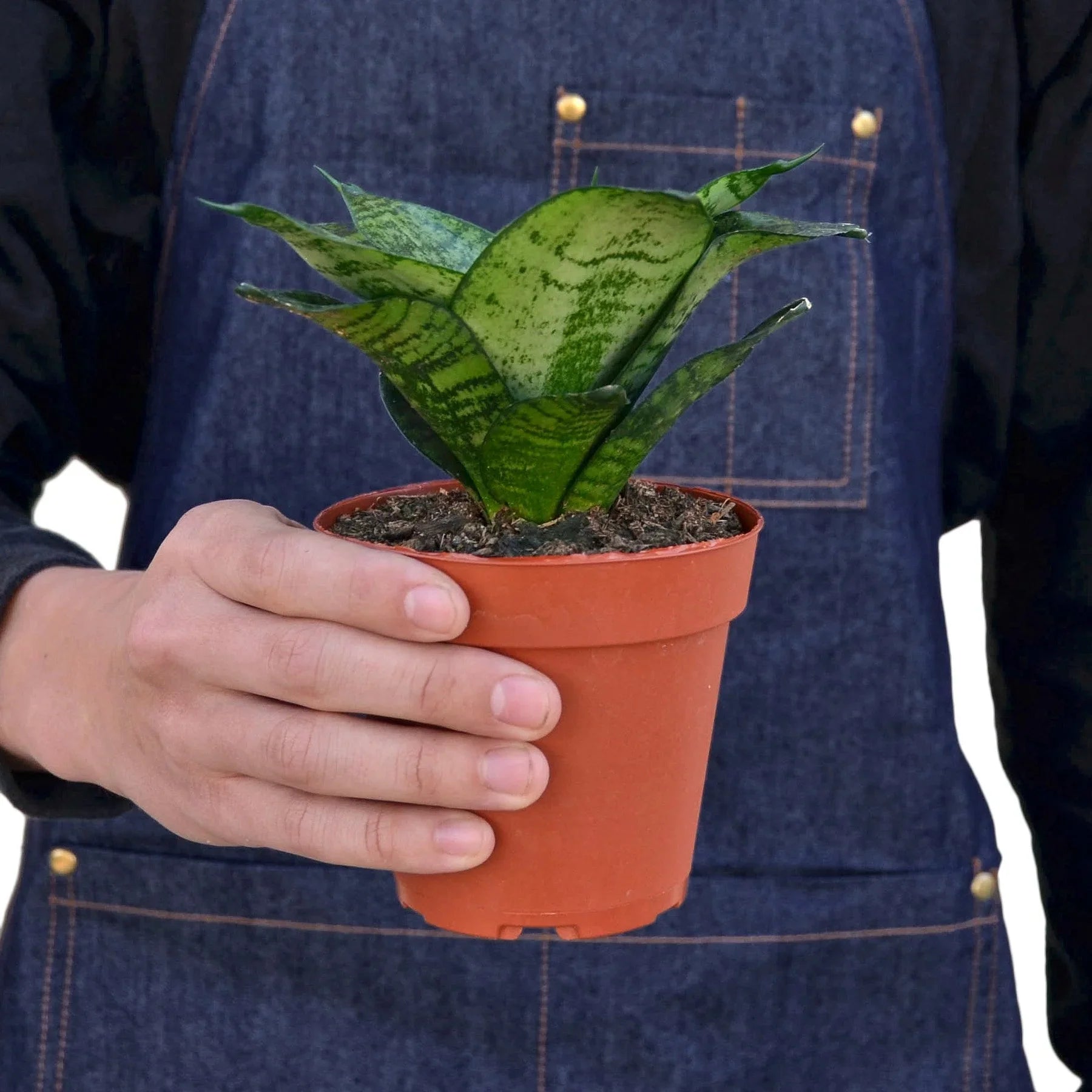 Snake Plant Black Robusta - Holiday Corner