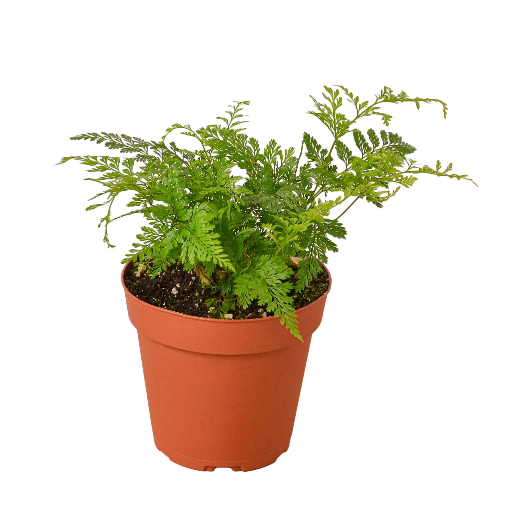 Rabbit's Foot Fern - Holiday Corner