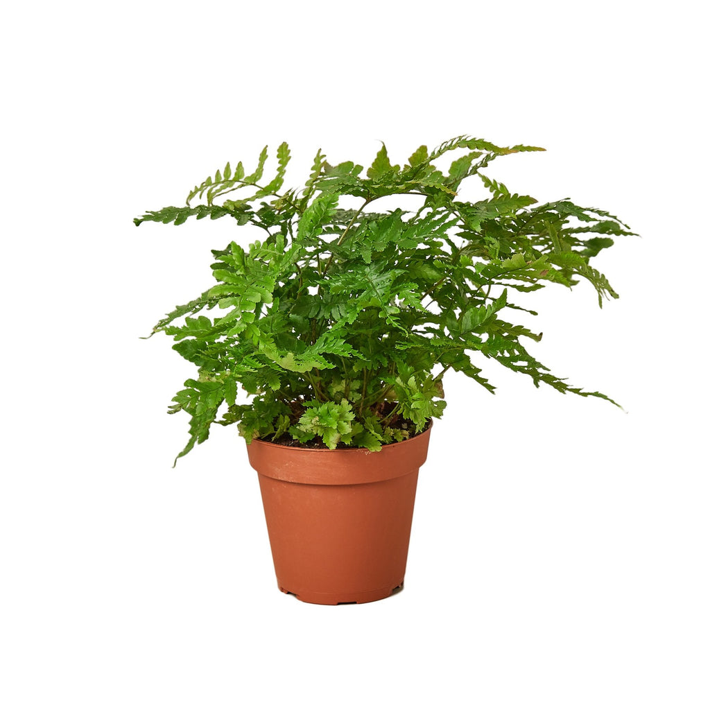 'Autumn' Fern - Holiday Corner