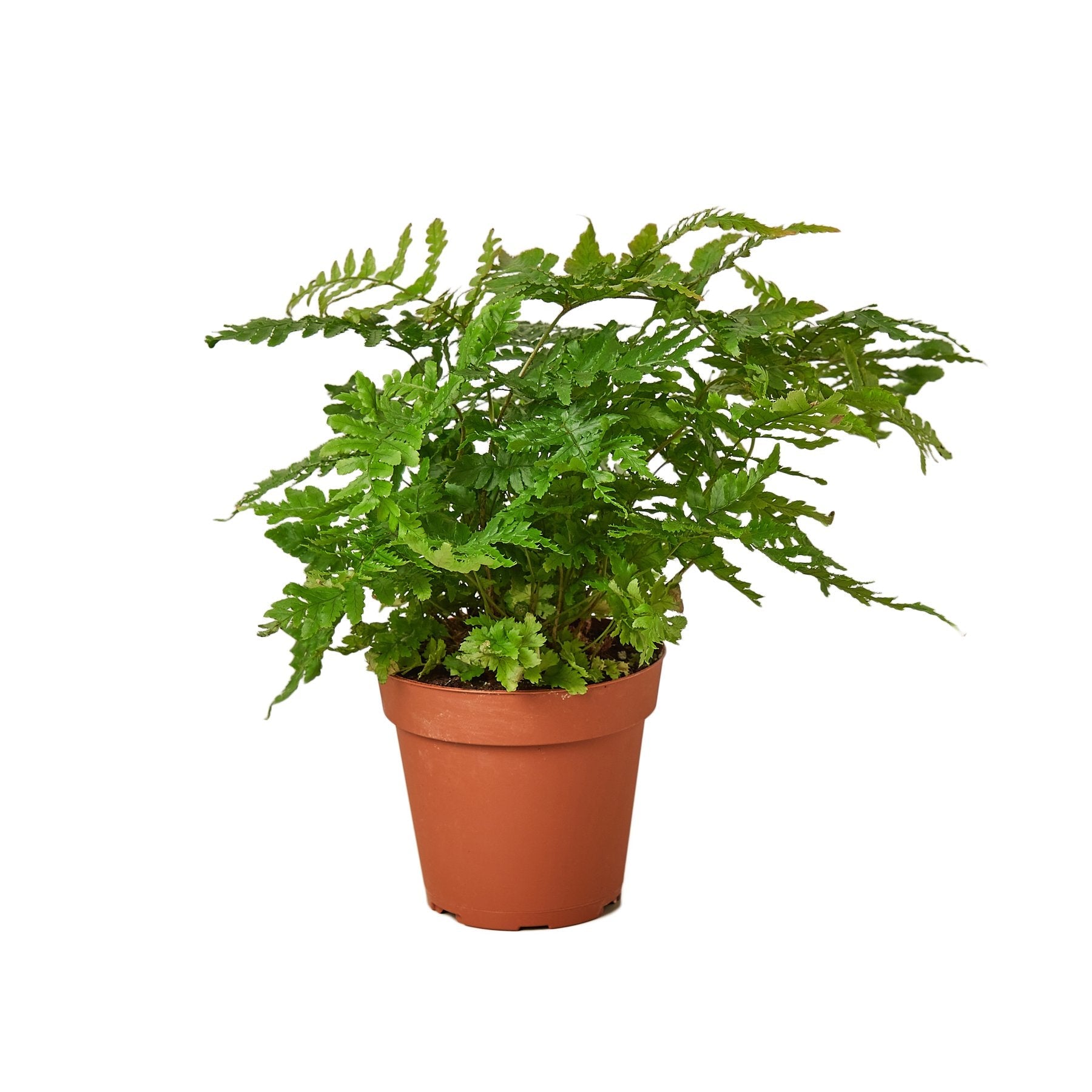 'Autumn' Fern - Holiday Corner