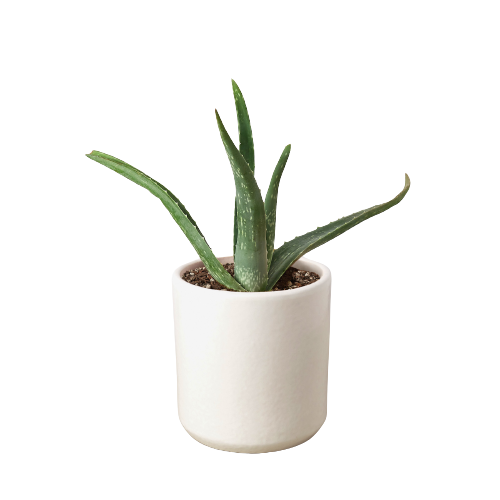 Aloe Vera - Holiday Corner