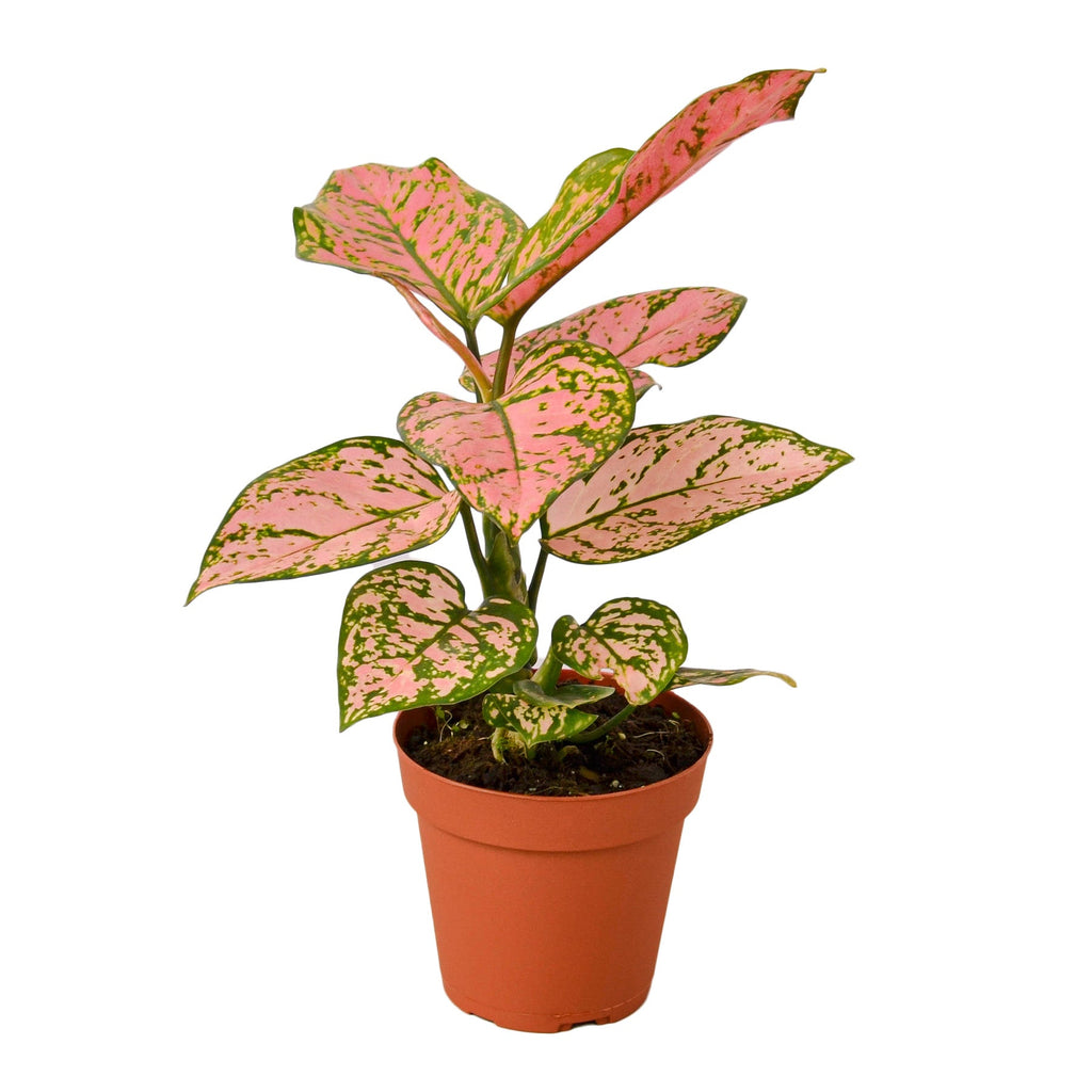 Chinese Evergreen 'Lady Valentine' - Holiday Corner