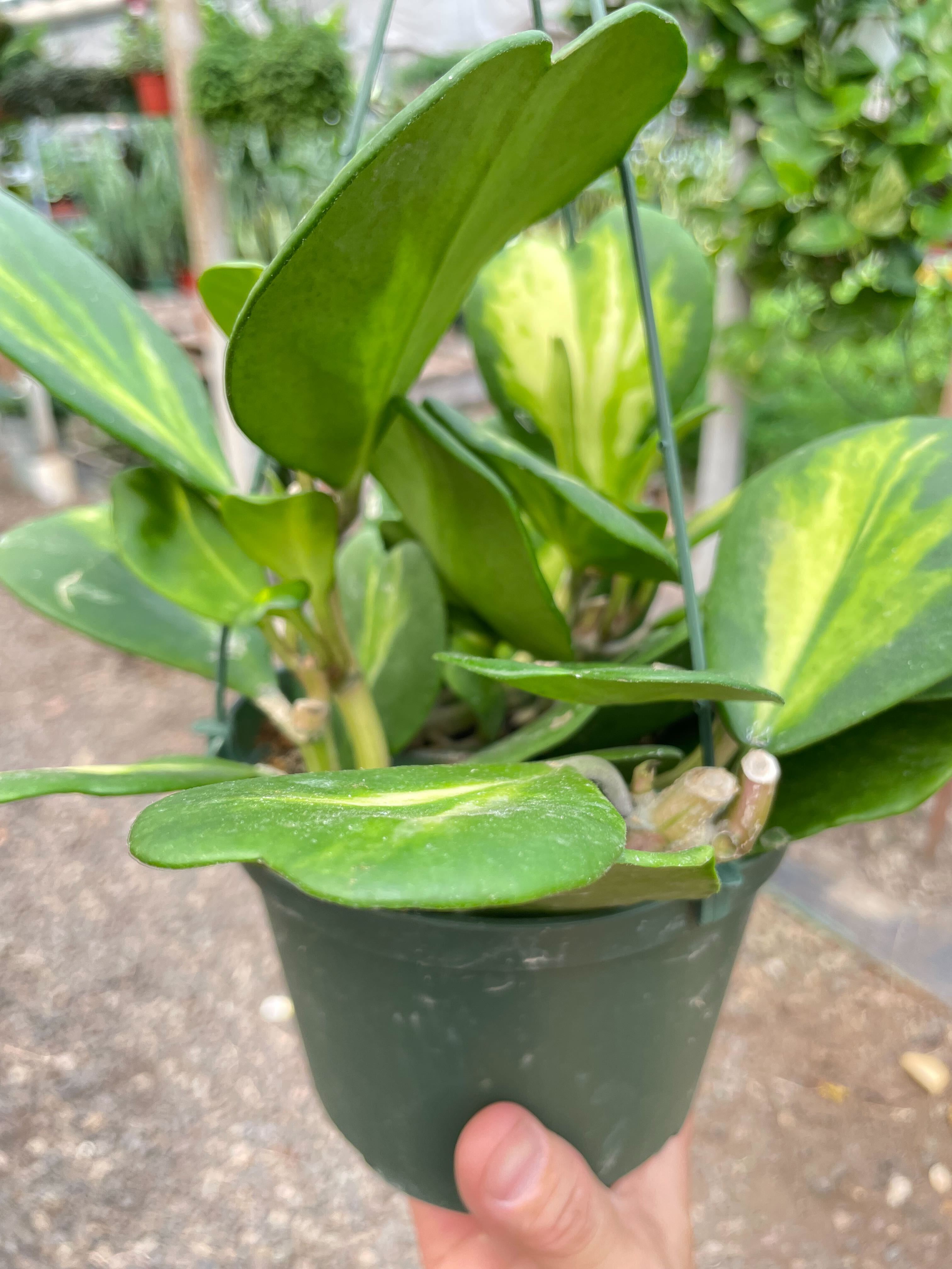 Hoya Heart 'Reverse Variegata' - Holiday Corner