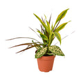 Dracaena 'Combo' - Holiday Corner