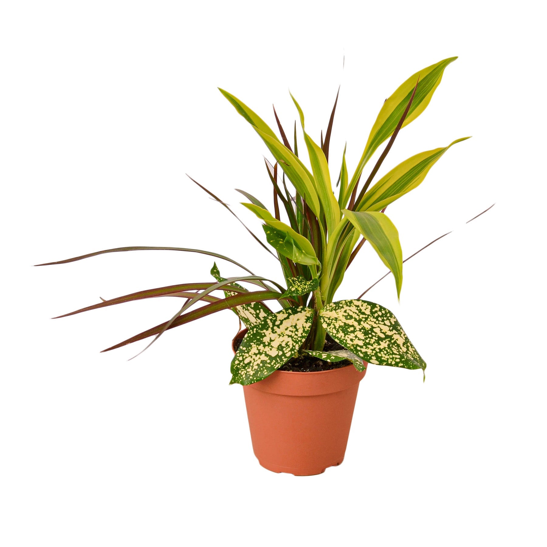 Dracaena 'Combo' - Holiday Corner
