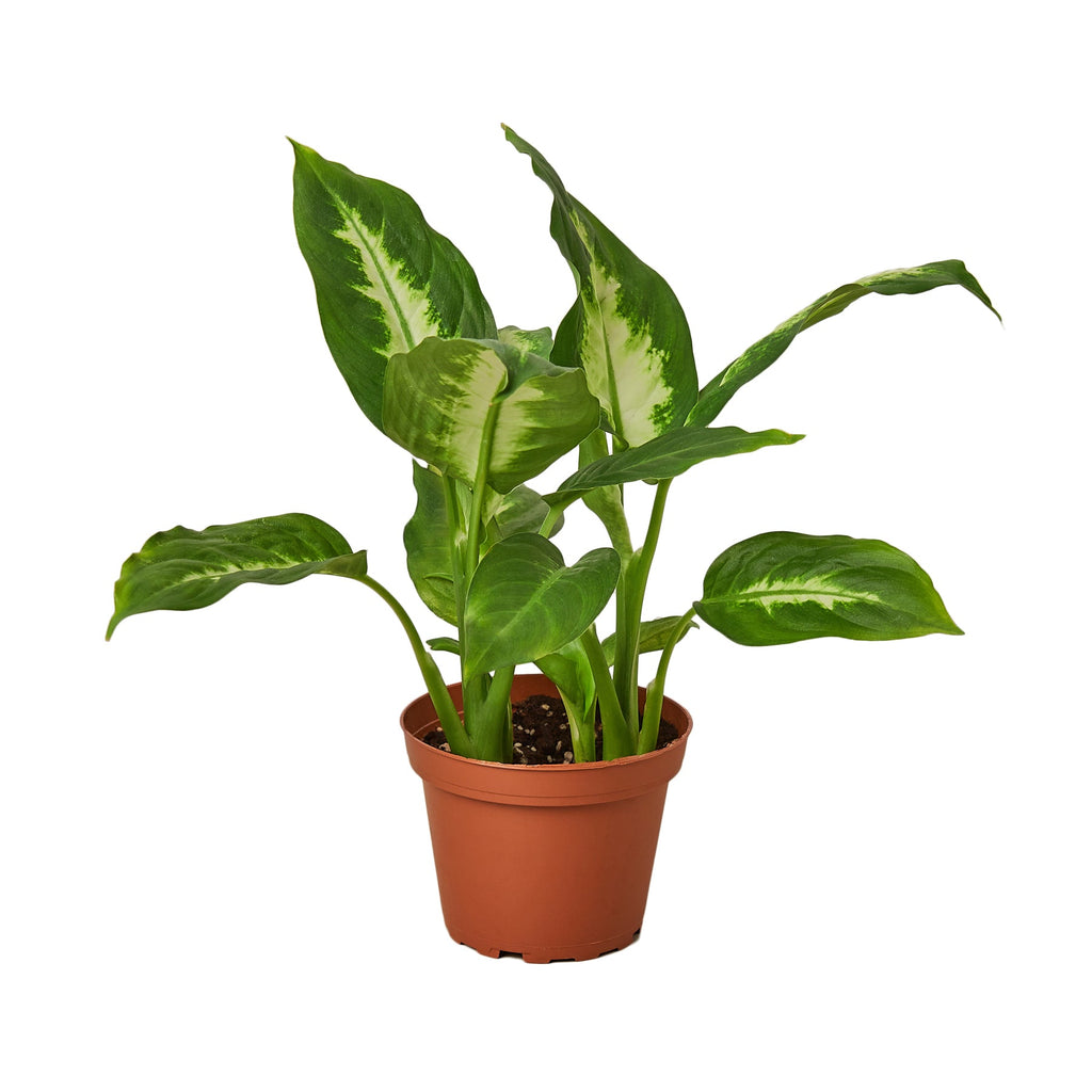 Dieffenbachia Camille - Holiday Corner