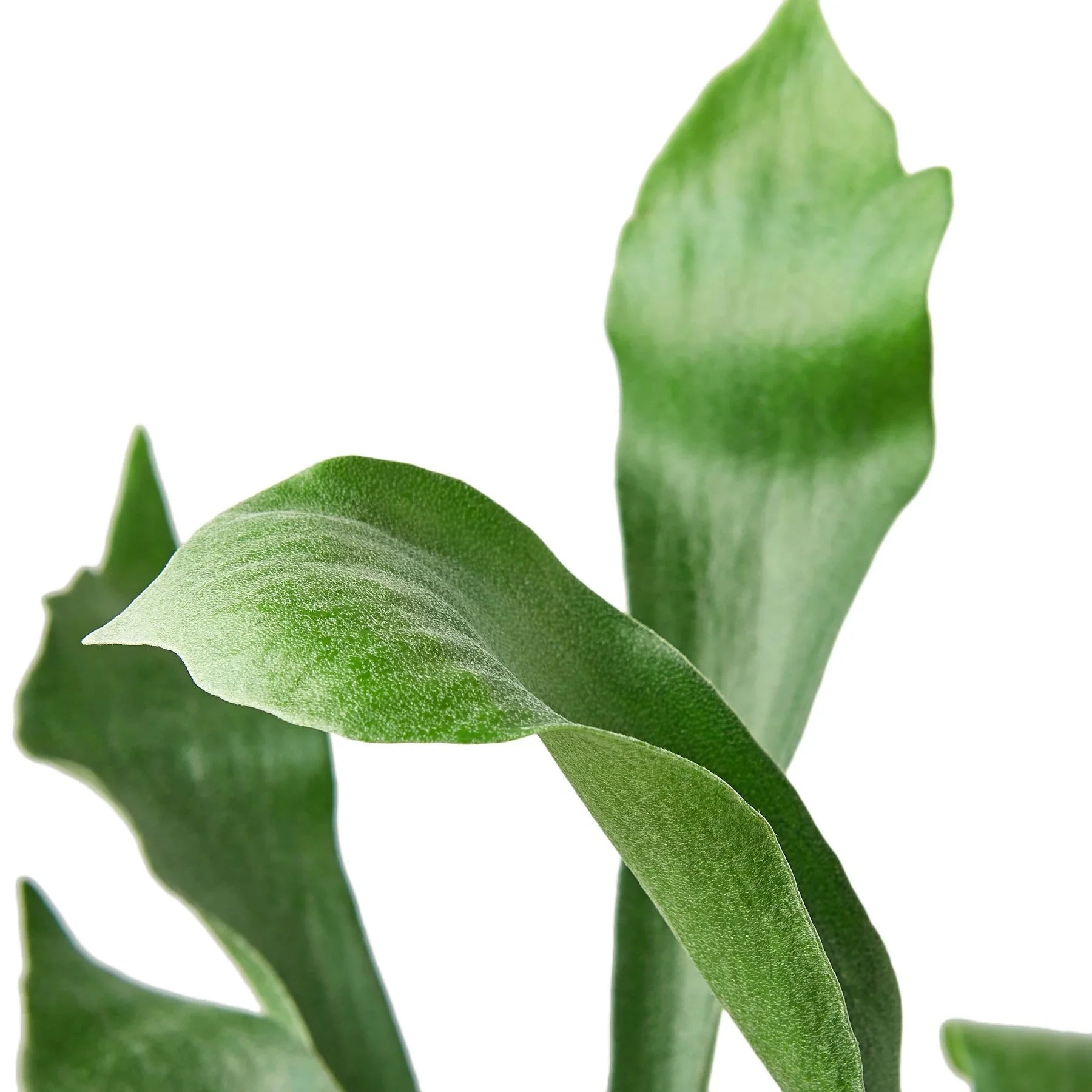 Staghorn Fern - Holiday Corner