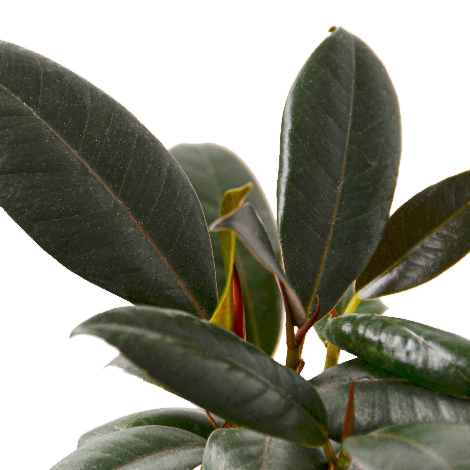 Ficus Elastica 'Burgundy' - Holiday Corner