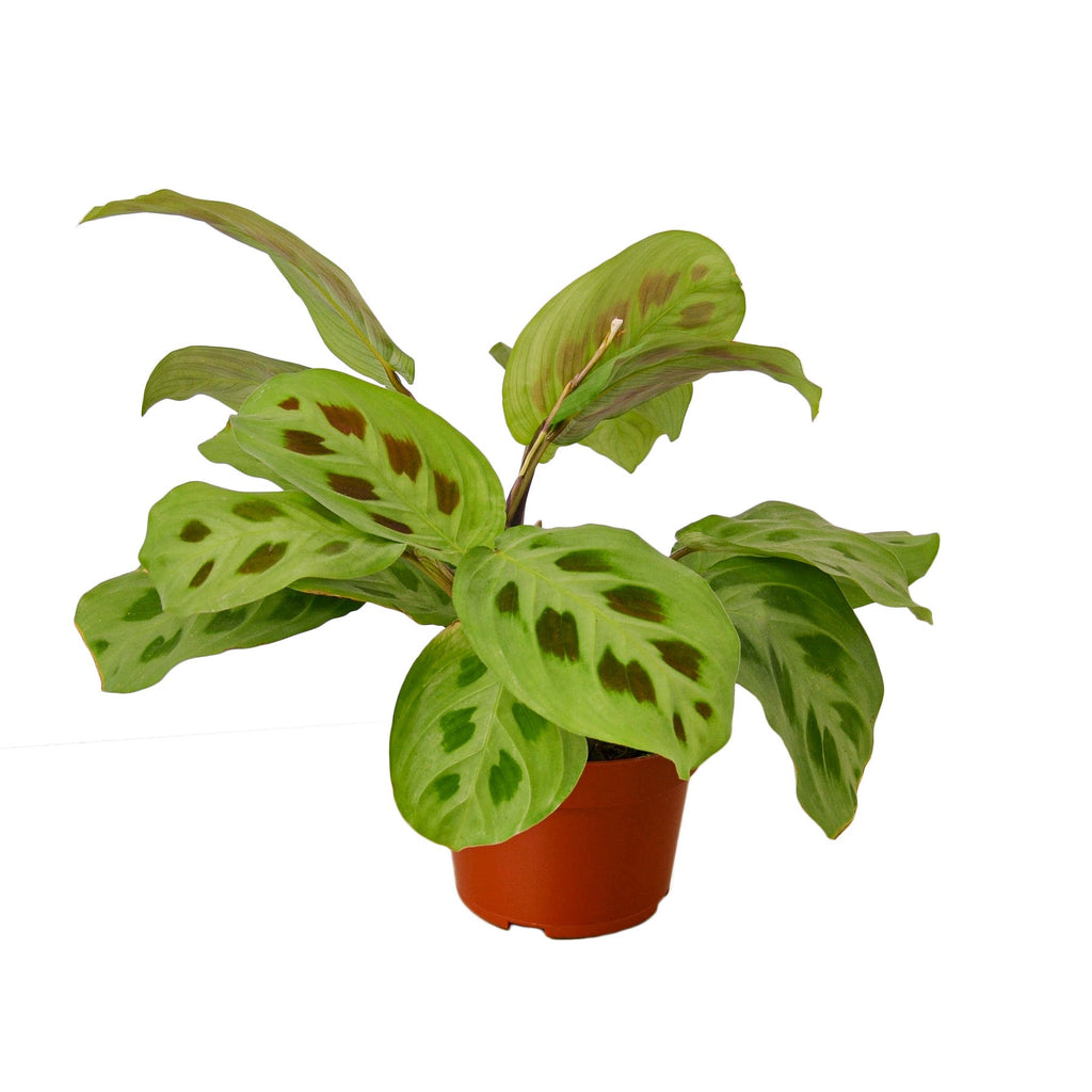 Maranta 'Leuconeura' - Holiday Corner