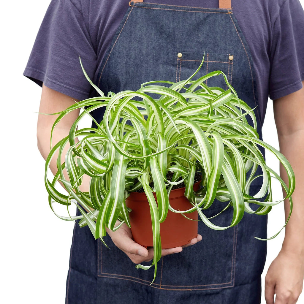 Spider Plant 'Bonnie' - Holiday Corner