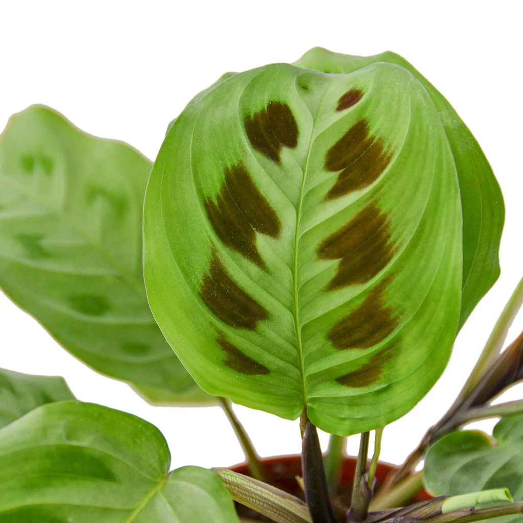 Maranta 'Leuconeura' - Holiday Corner