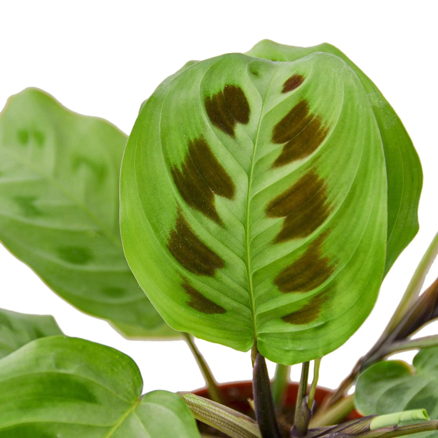 Maranta 'Leuconeura' - Holiday Corner