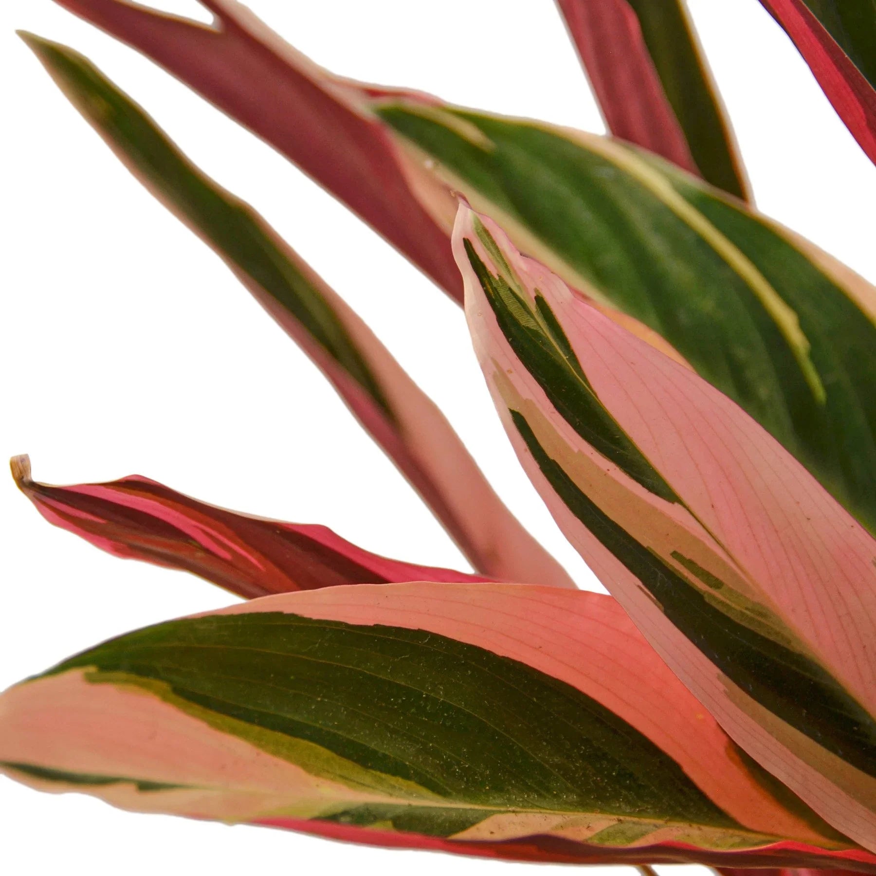 Stromanthe Triostar - Holiday Corner