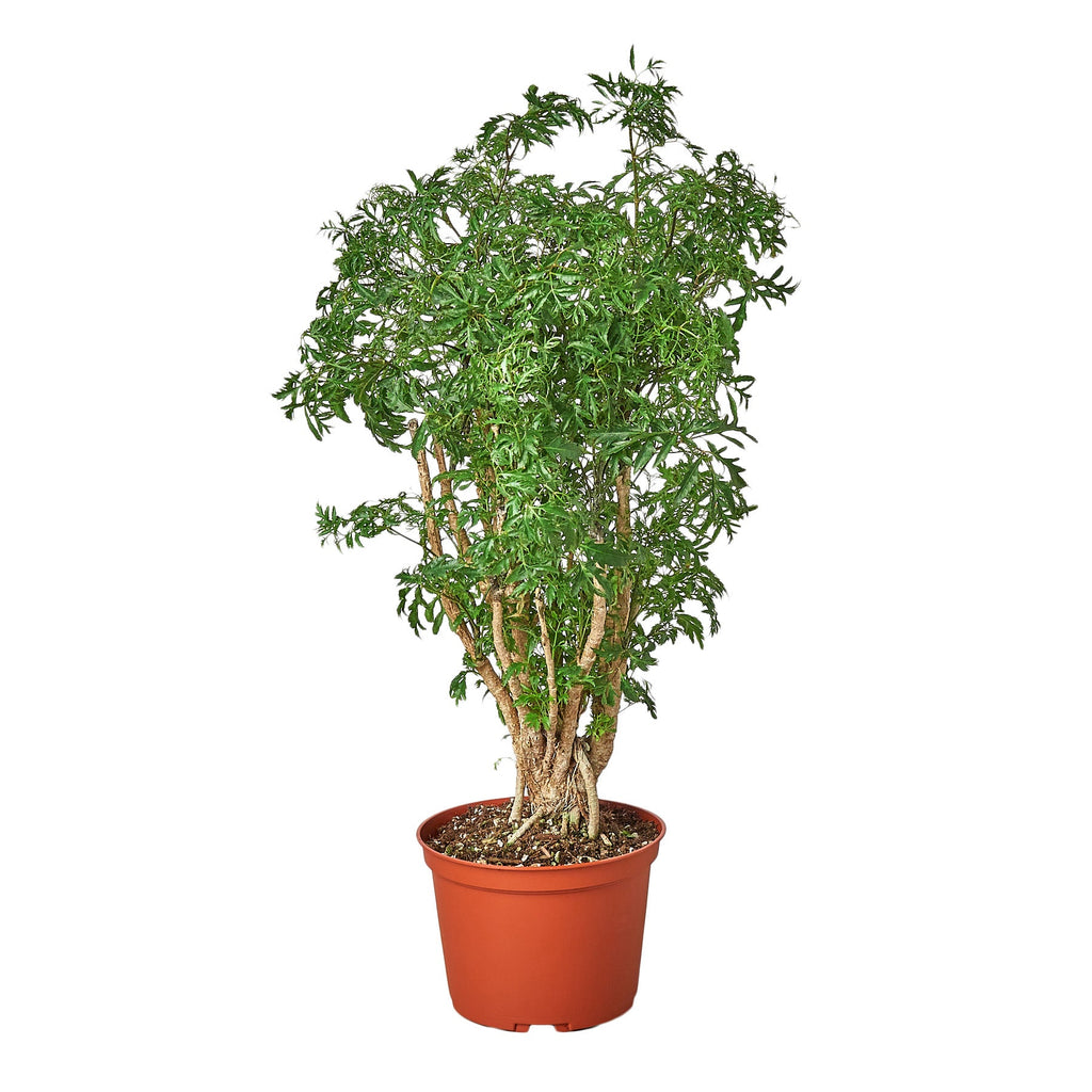 Aralia Ming Stump Plant - Holiday Corner