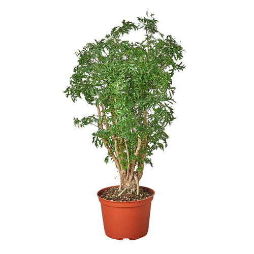 Aralia Ming Stump Plant - Holiday Corner