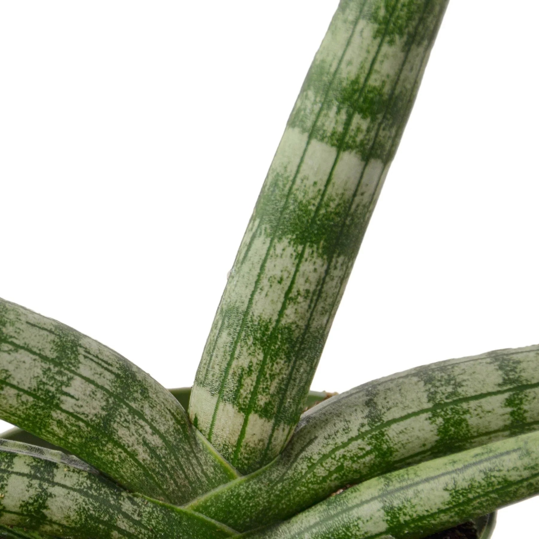Snake Plant Starfish - Holiday Corner