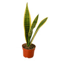 Snake Plant Laurentii - Holiday Corner