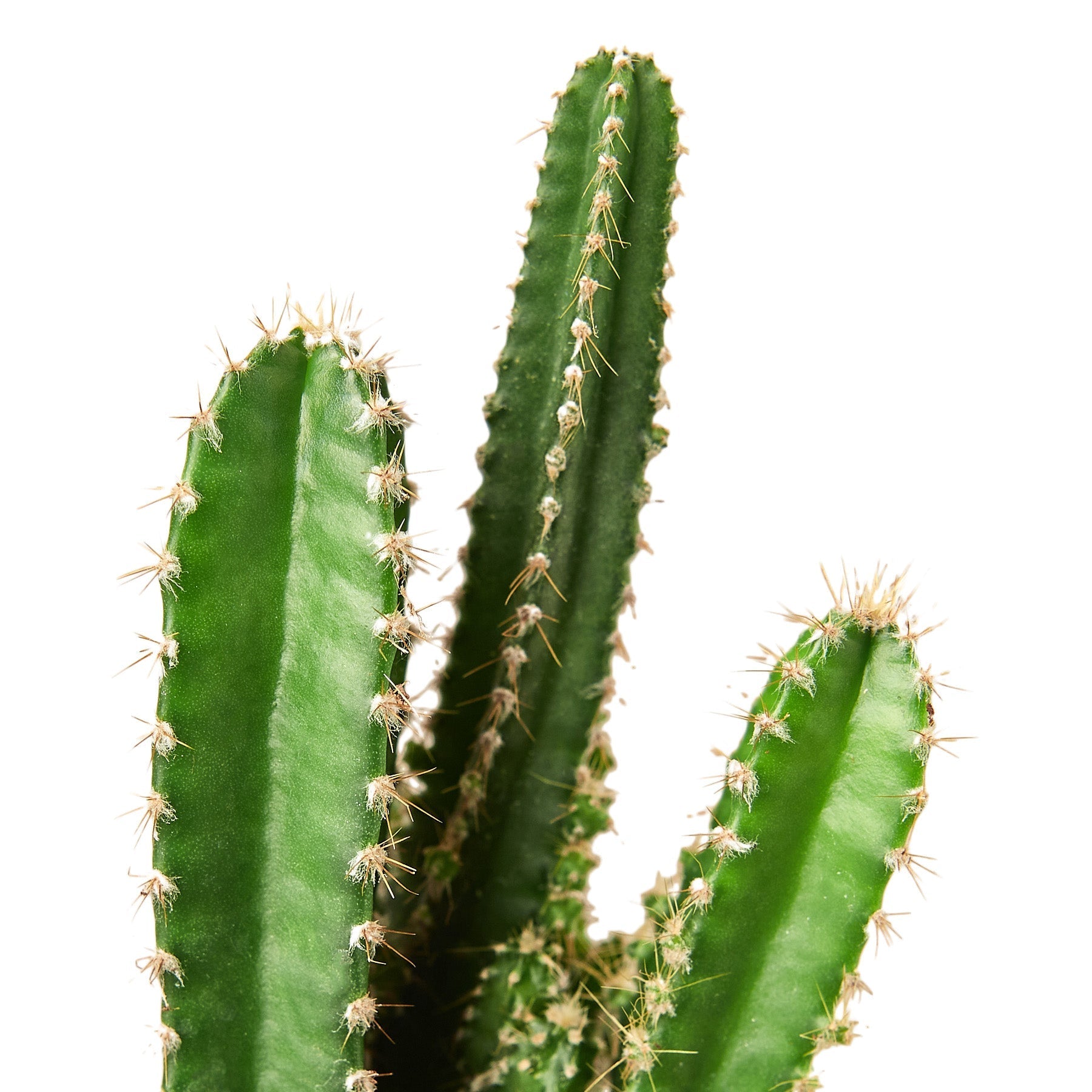 Fairy Castle Cactus - Holiday Corner