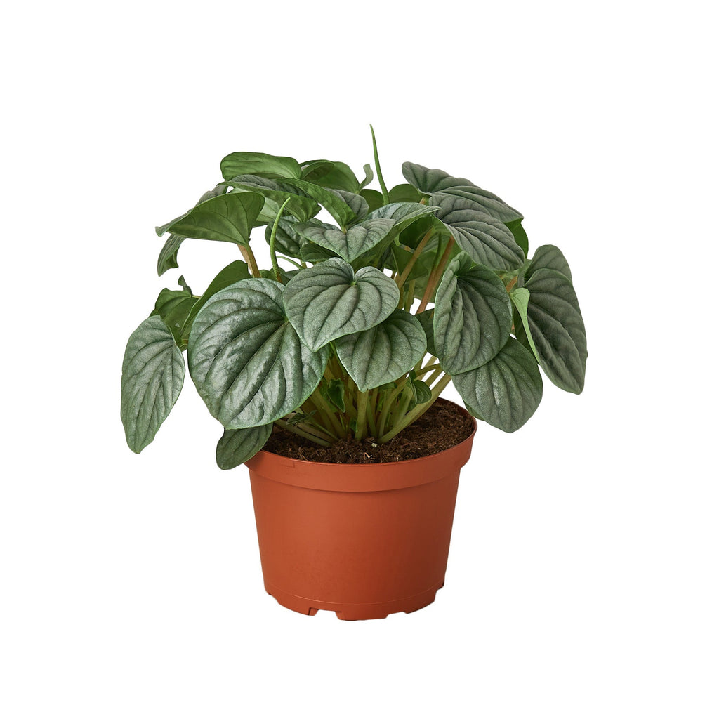 Peperomia 'Frost' - Holiday Corner