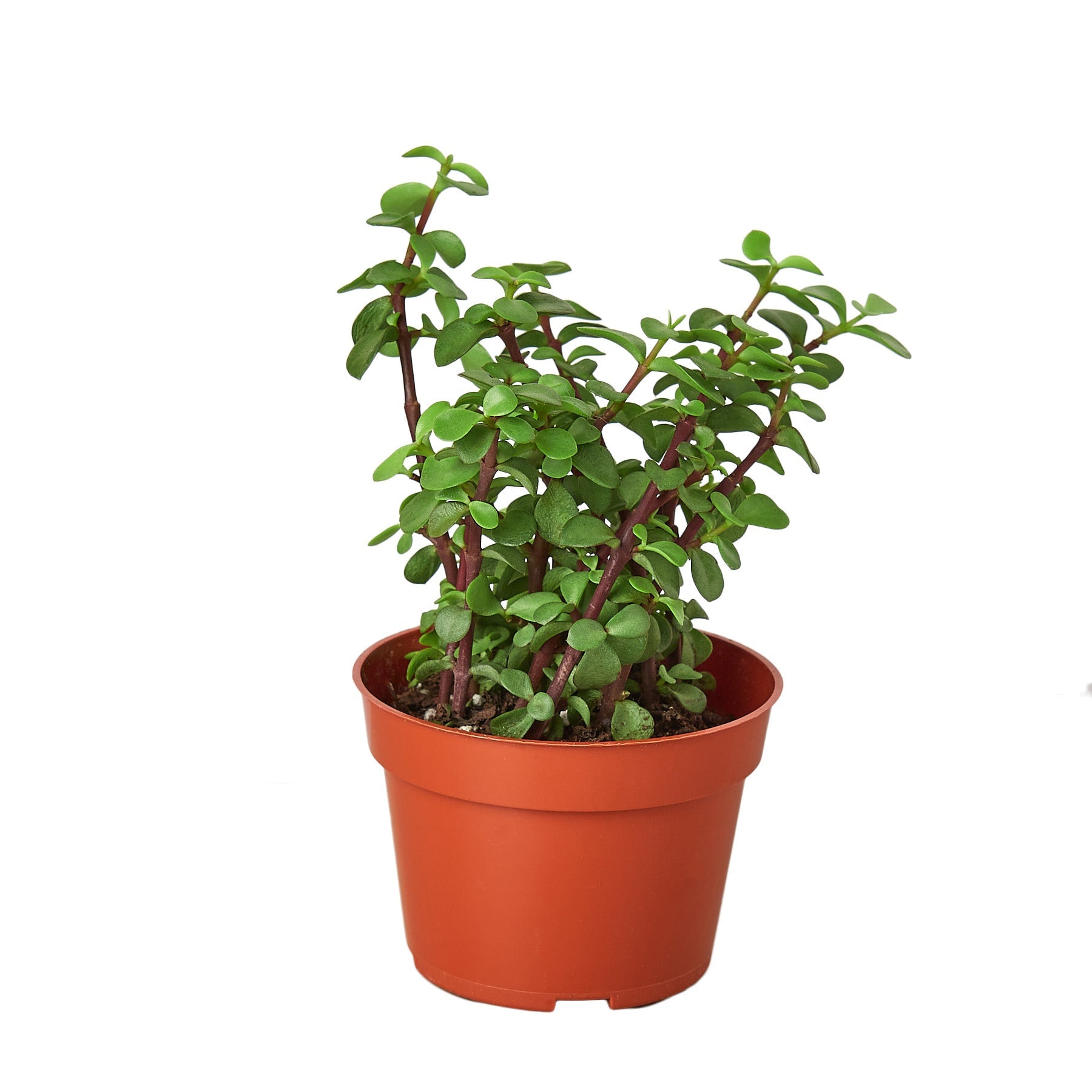 Succulent 'Elephant Bush' - Holiday Corner