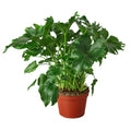 Philodendron ‘Little Hope' - Holiday Corner