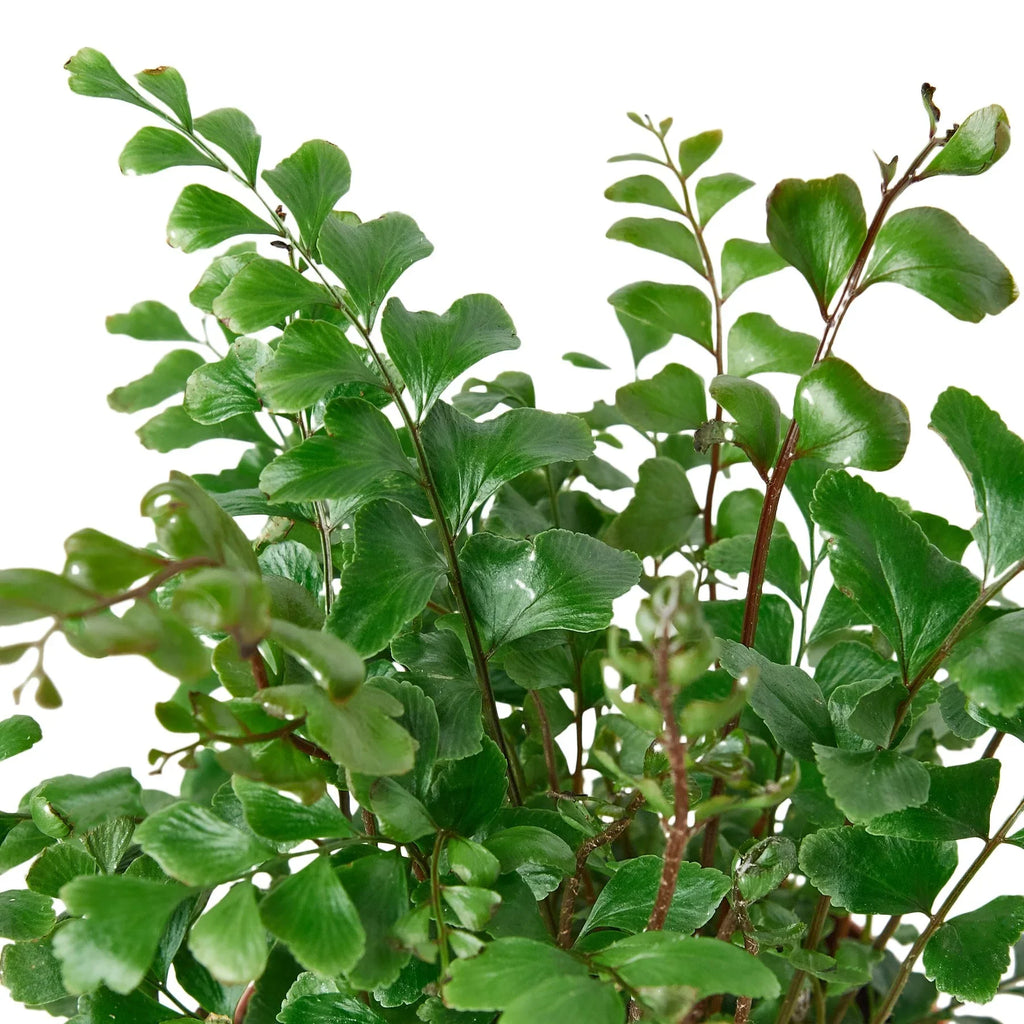 Mahogany Fern - Holiday Corner