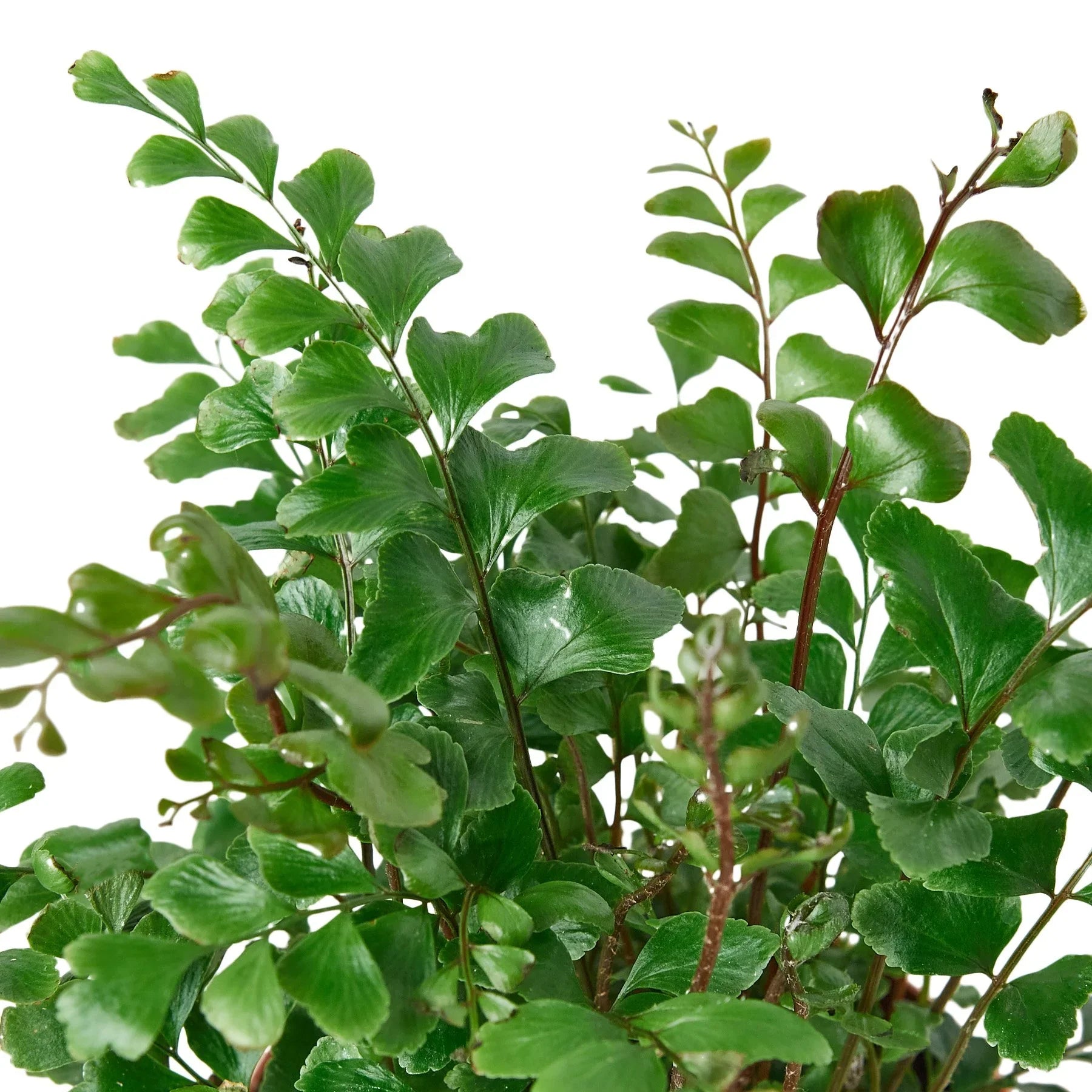 Mahogany Fern - Holiday Corner