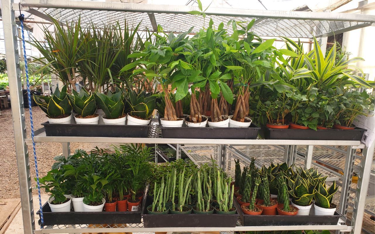 1 Mystery Plant Monthly Subscription Box - Holiday Corner