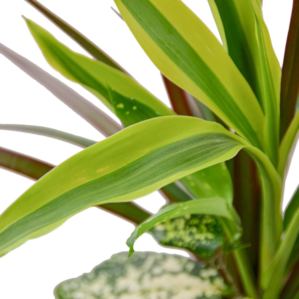 Dracaena 'Combo' - Holiday Corner