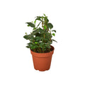 English Ivy 'Heart' - Holiday Corner