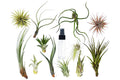 Tillandsia Air Plant Variety Pack w/ Spray Bottle - Holiday Corner
