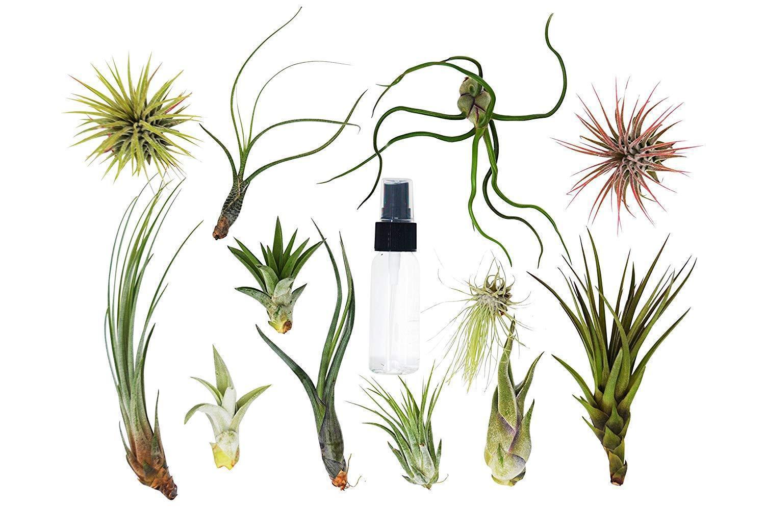 Tillandsia Air Plant Variety Pack w/ Spray Bottle - Holiday Corner