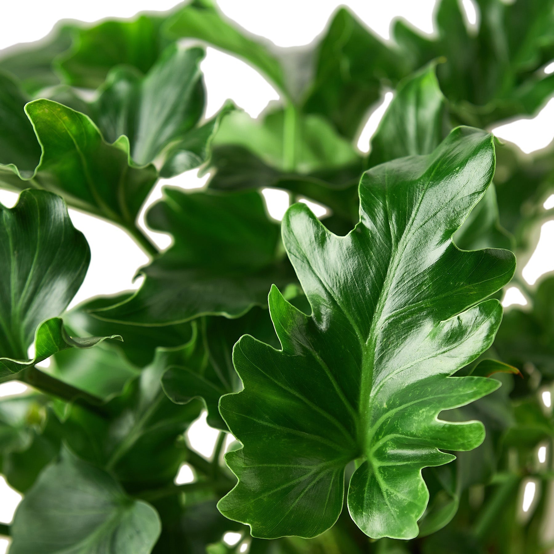 Philodendron ‘Little Hope' - Holiday Corner