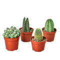 4 Cacti Variety Pack - 4.0" Pot - Holiday Corner