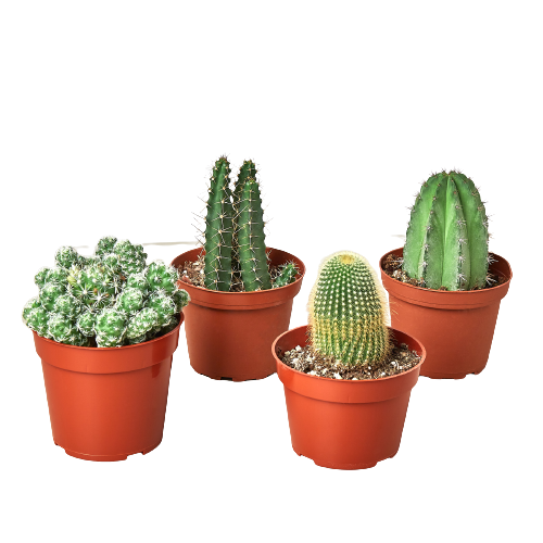 4 Cacti Variety Pack - 4.0" Pot - Holiday Corner