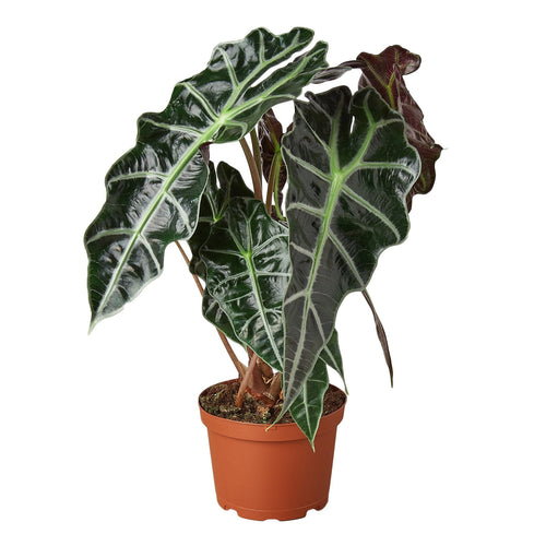 Alocasia Polly 'African Mask' - Holiday Corner