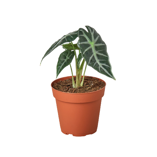 Alocasia Amazonica 'Bambino' - Holiday Corner