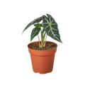 Alocasia Amazonica 'Bambino' - Holiday Corner