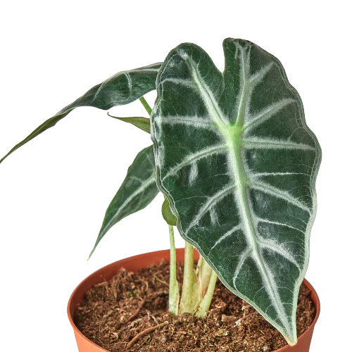 Alocasia Amazonica 'Bambino' - Holiday Corner
