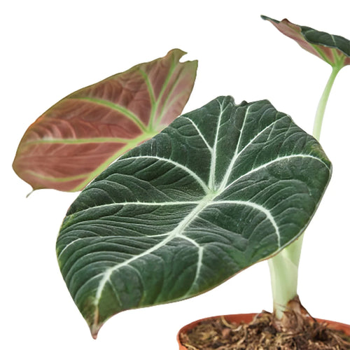Alocasia Reginula 'Black Velvet' - Holiday Corner