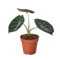 Alocasia Reginula 'Black Velvet' - Holiday Corner