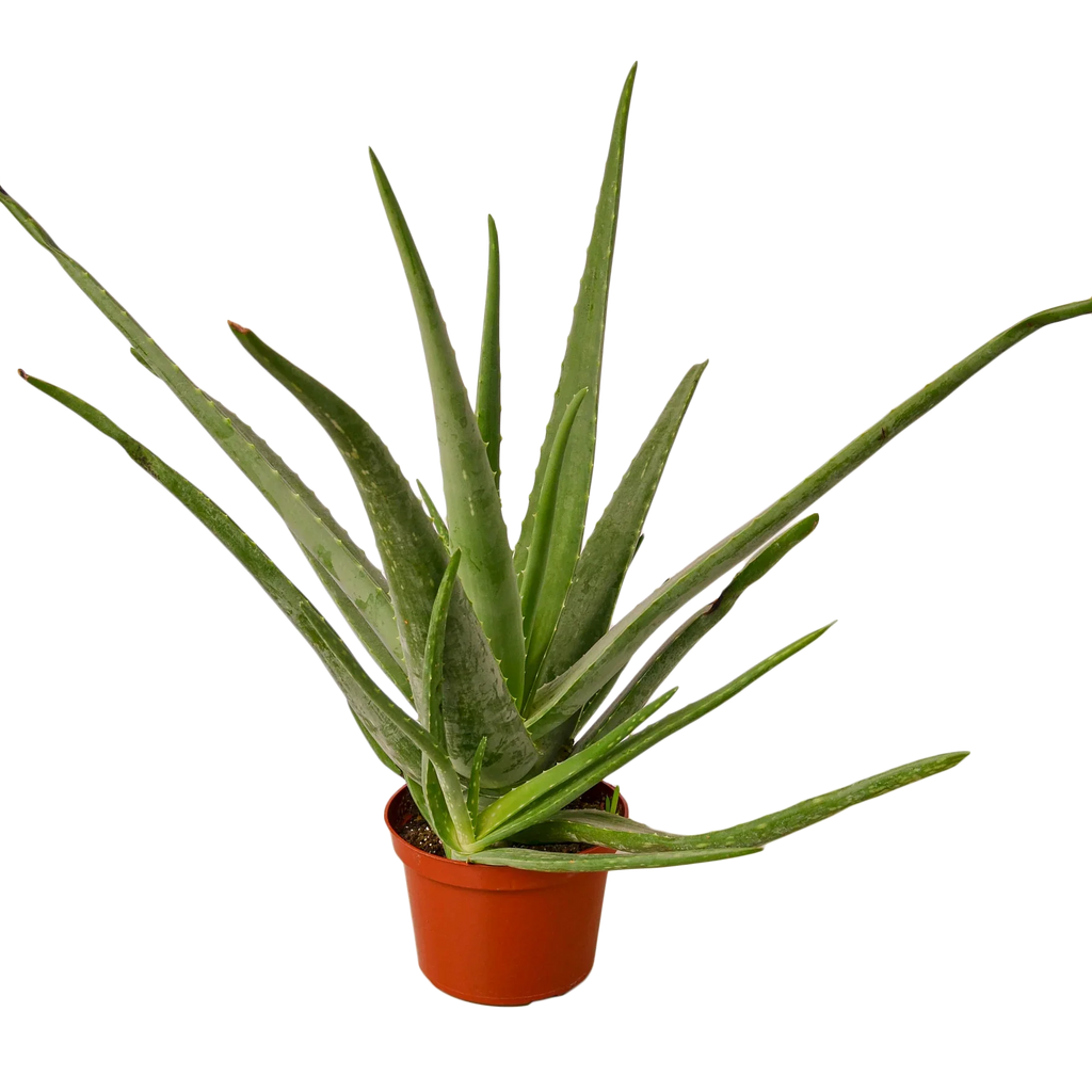 Aloe Vera - Holiday Corner