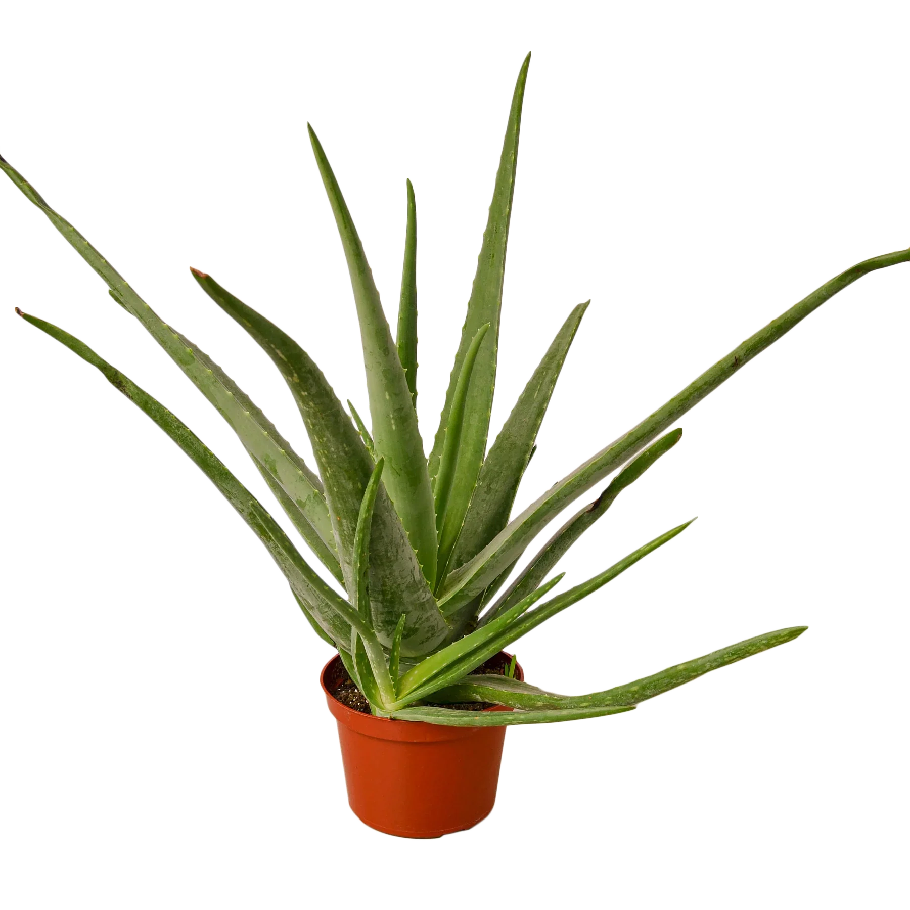 Aloe Vera - Holiday Corner