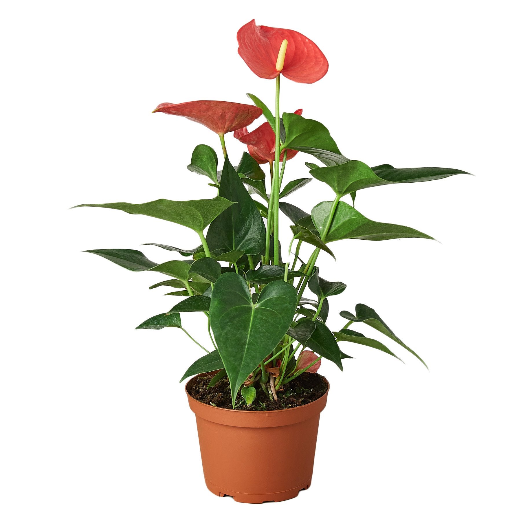 Anthurium 'Pink' - Holiday Corner