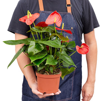 Anthurium 'Red' - Holiday Corner