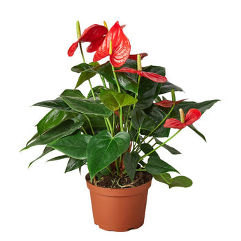 Anthurium 'Red' - Holiday Corner