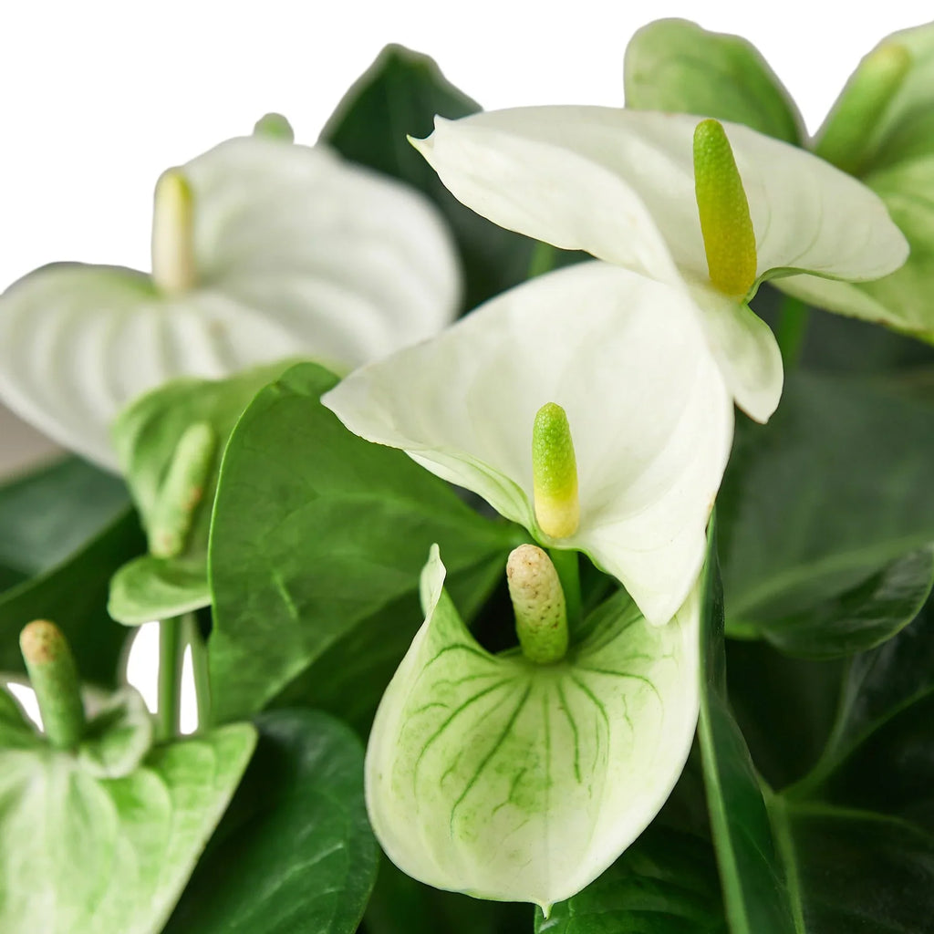 Anthurium 'White' - Holiday Corner