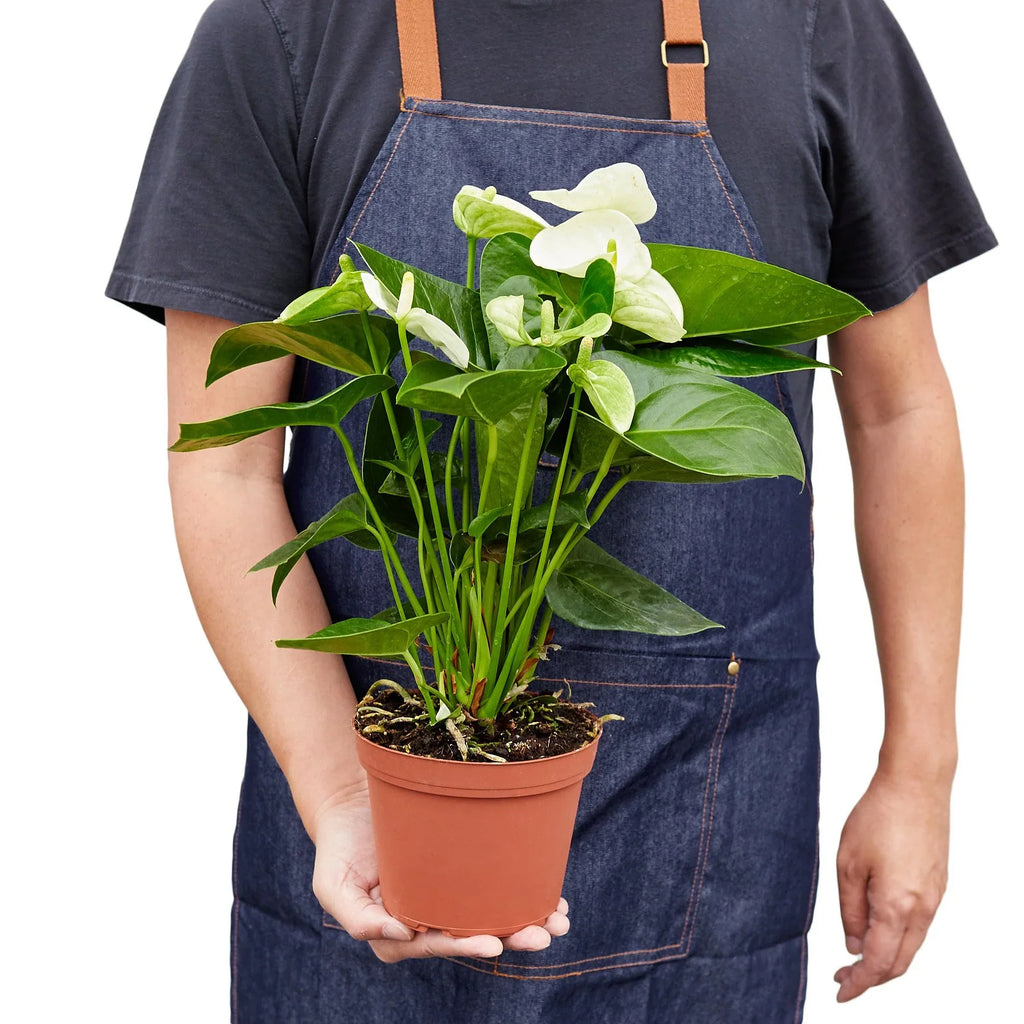 Anthurium 'White' - Holiday Corner